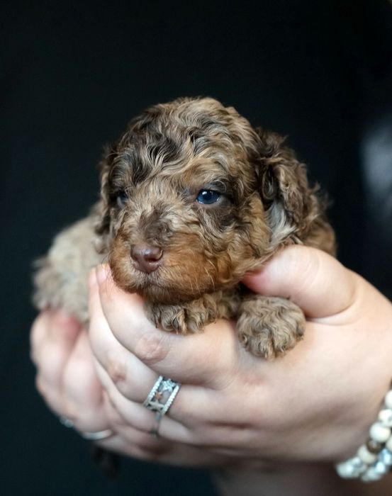 Різнобарвні Той Пулеля та Кавалер Кінг Чарльз