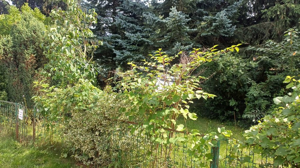 Zdjęcie 6