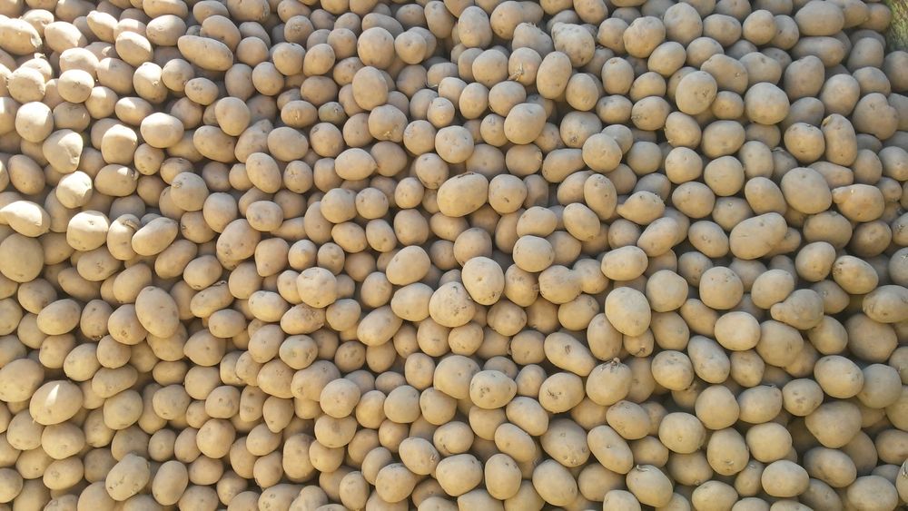 ziemniaki paszowe na pasze  transport paszówka