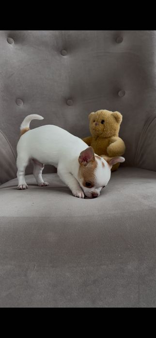 Chihuahua śliczne pieski malutkie
