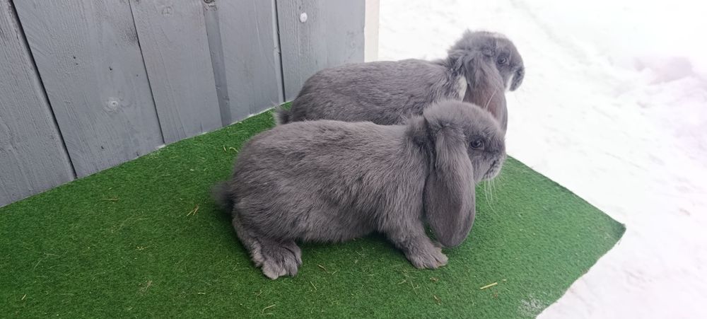 Młode baran francuski niebieski