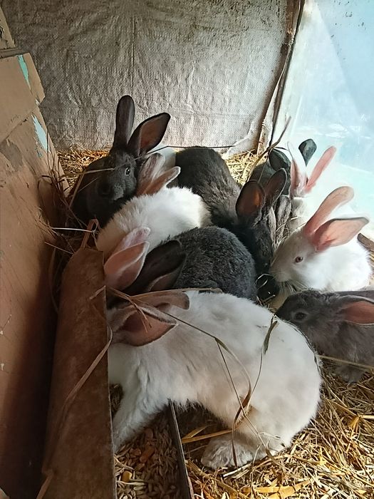 Продам кролів...