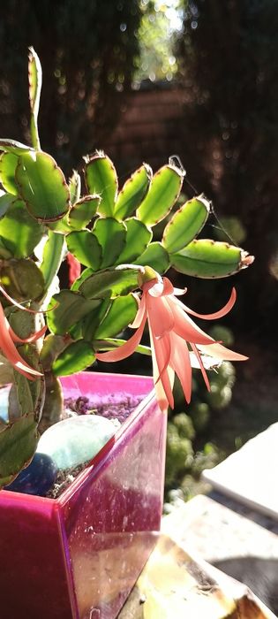 Різдво*яник оранжевий,помаранчевий свіжозріз