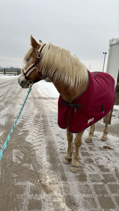 derka polarowa Waldhausen 125