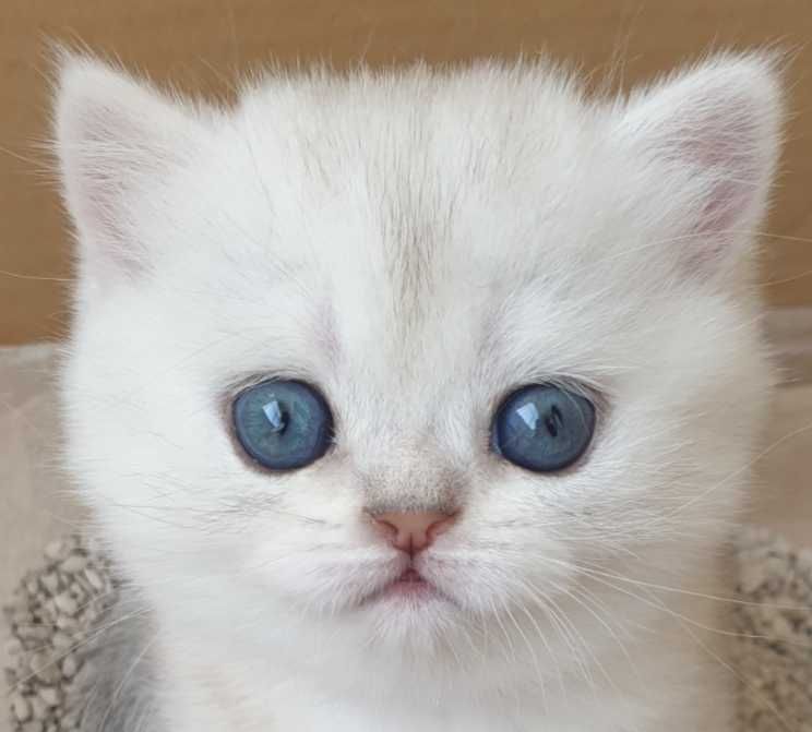 Gatinha British Shorthair