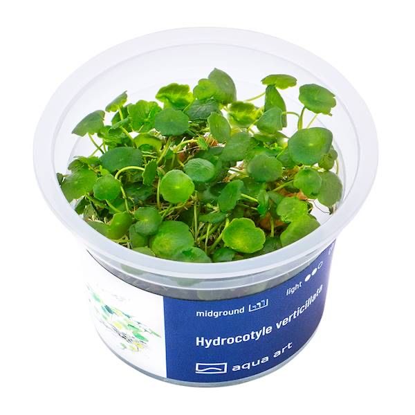 Hydrocotyle Verticillata invitro MASSON