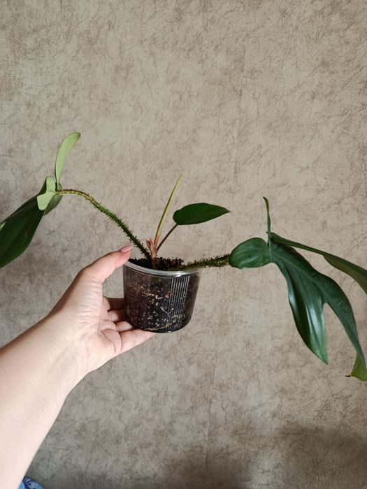 Филодендрон Чешуеносный.