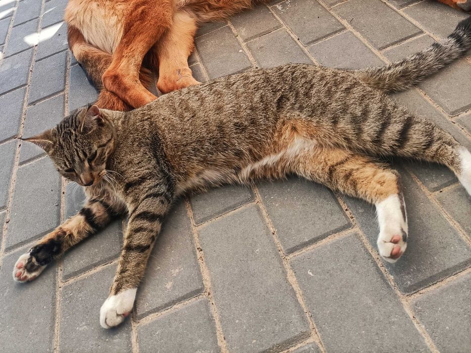 Zaginął młody bury kot Łódź