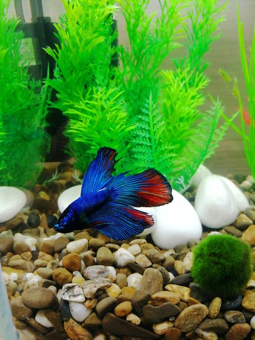 Акваріумний комплект з рибками 10л | Все включено | Доставка по Києву