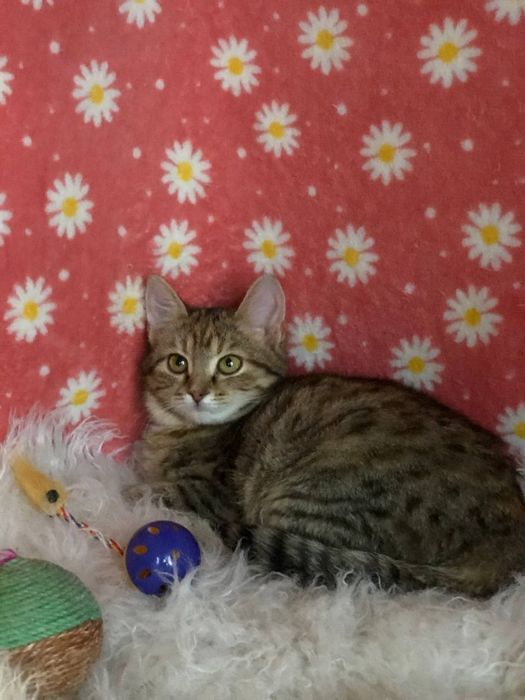 Кошечка 3 месяца бесплатно