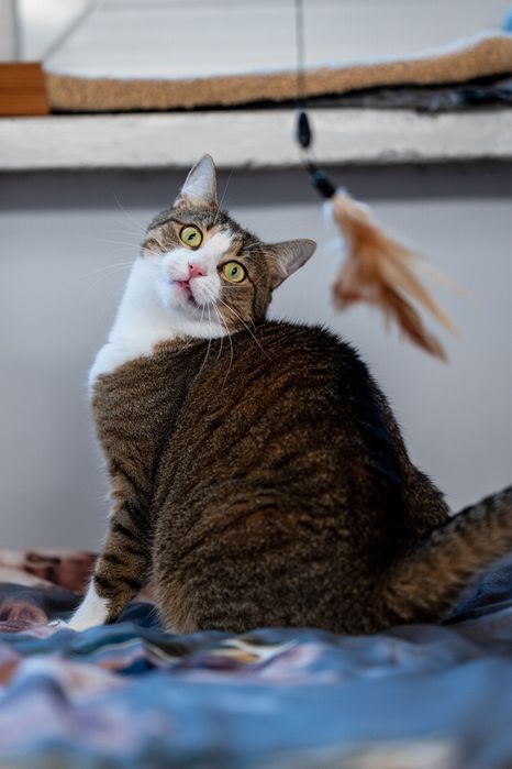 Pękna kotka do adopcji