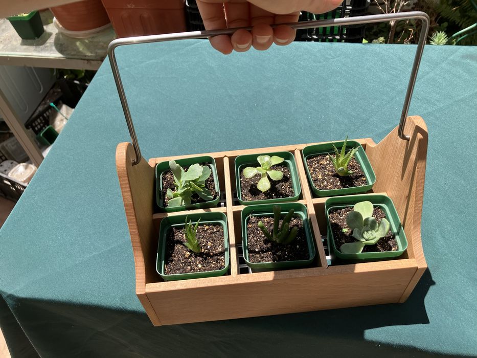succulents centerpiece