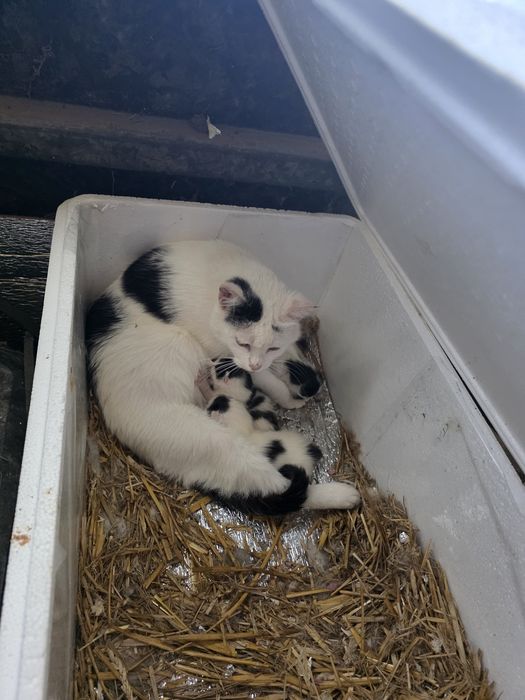 Kocięta do adopcji