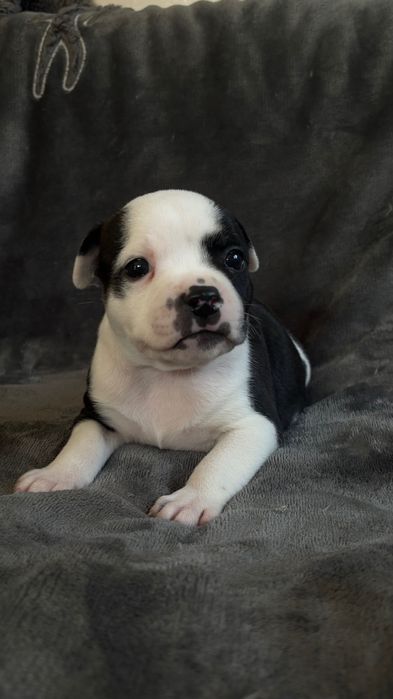 Sprzedam stafordshire Bull Terrier Pies