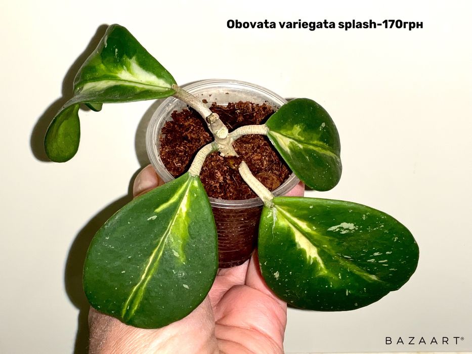 Хойя укорененная разные сорта выбор