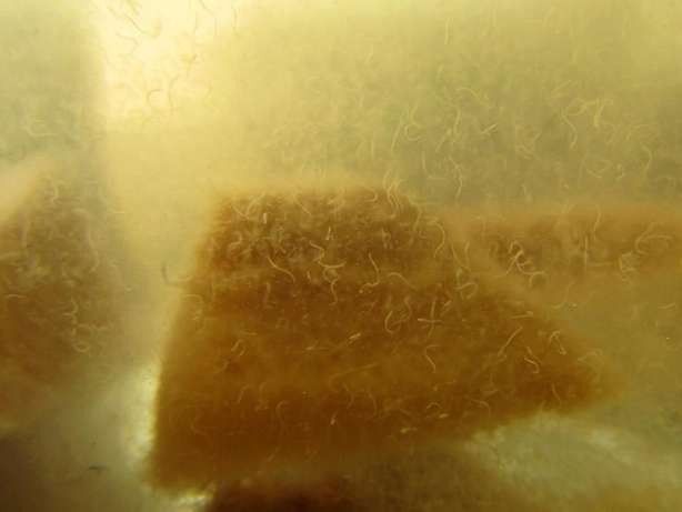 Cultura de alimentos vivos