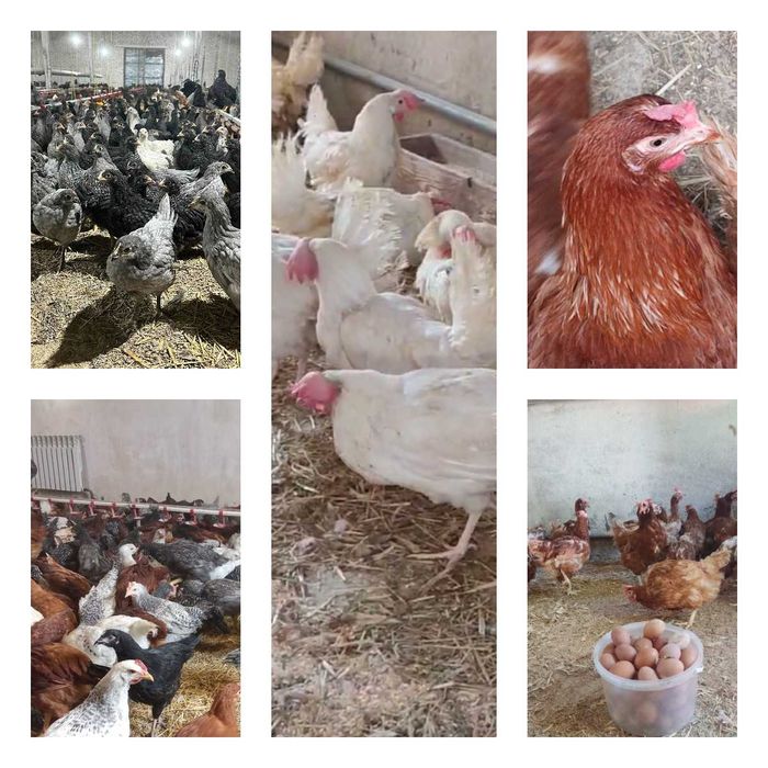 Продам кури несушки! Доставка безкоштовна. Талалаївка!