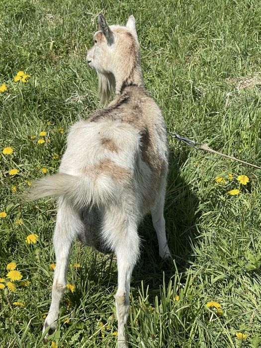 Продається дуже добра ,ще дійна безрога ,кітна коза