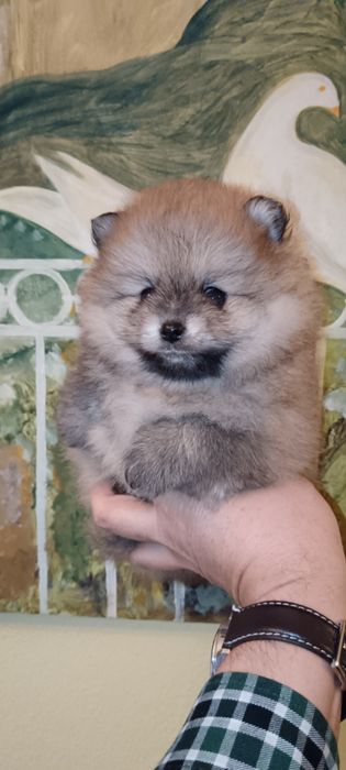 Spitz Alemão Anão ou Lulu da Pomerânia
