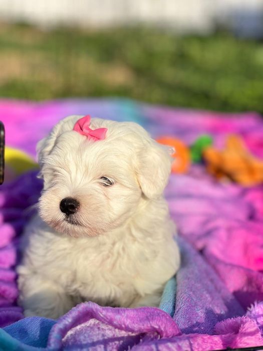 Bichon Maltês linda menina mini