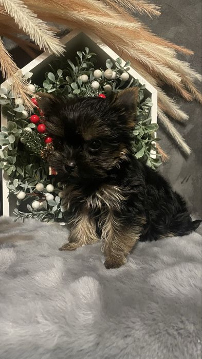 Йорочка-міні дівчинка