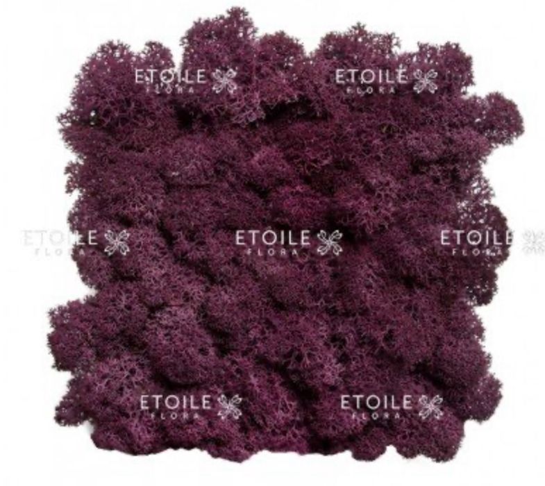 Стабілізований мох ягель, різні кольори