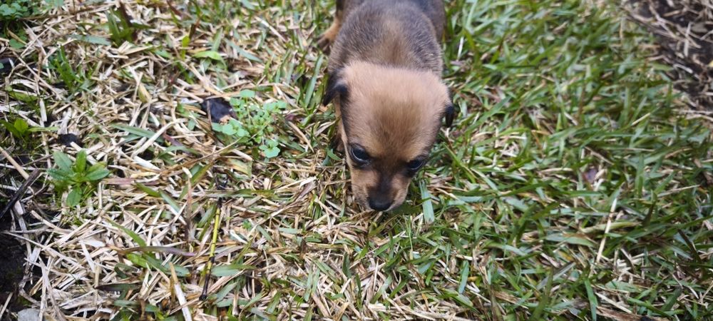 Pinscher pincher miniatura criado em ambiente fami