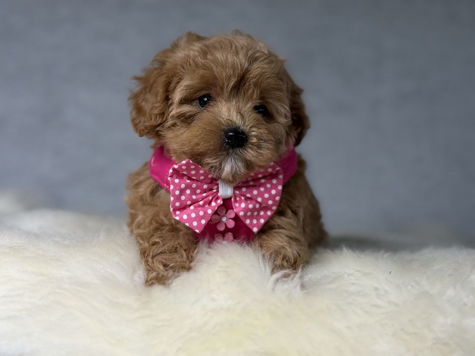 Maltipoo piesek