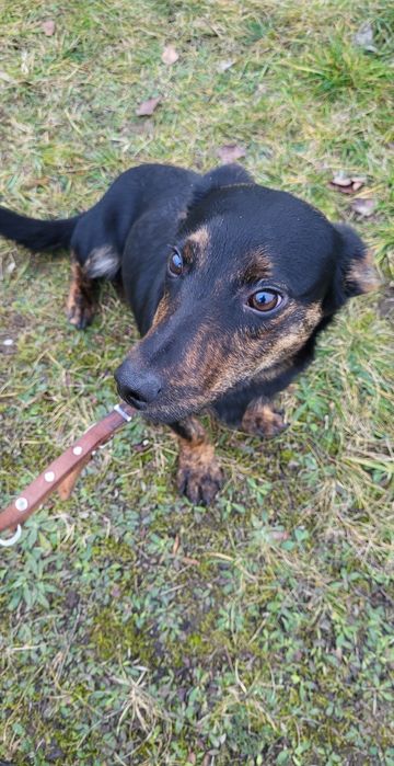 Kminek - młodziak, ala jamnik