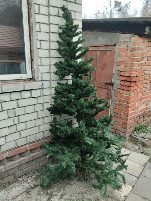 Продам ялинку, елку, висока, гарний стан