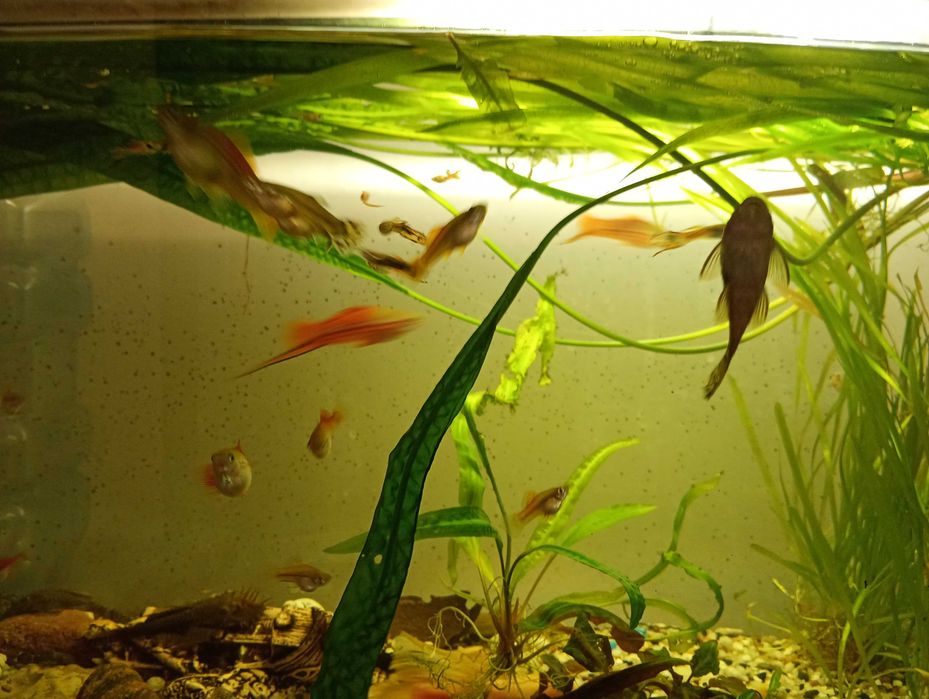 Sprzedam glonojady,mieczyki,gupiki,