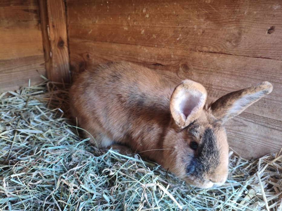 Króliki japońskie nowozelandzki czerwony