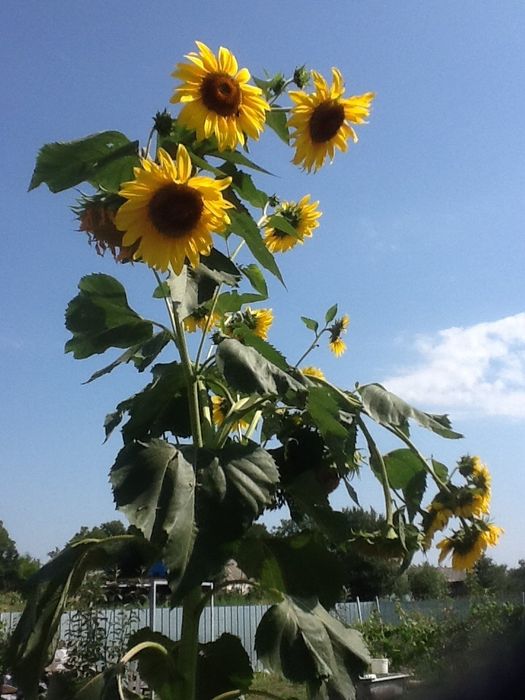 Продам участок 58 соток со старым домом. С. Красне