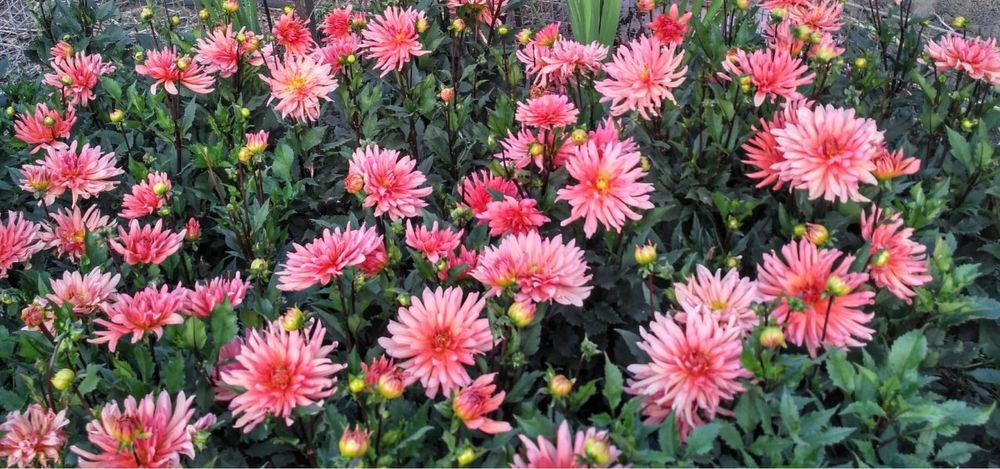 Продам георгіни (жоржини)