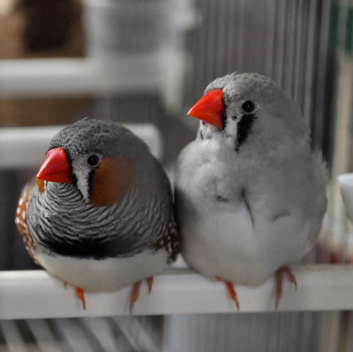 Cedo mandarins de 2025