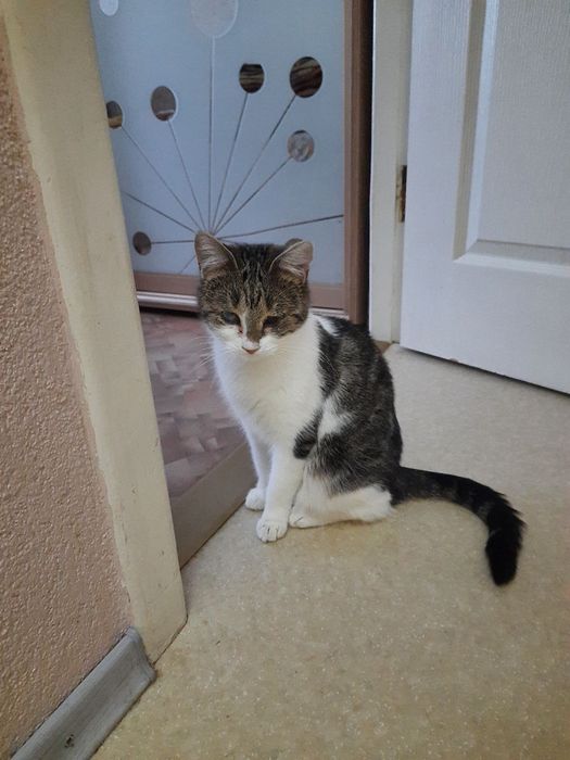 Особенная кошечка даром. Кошка. Котенок. Котята бесплатно