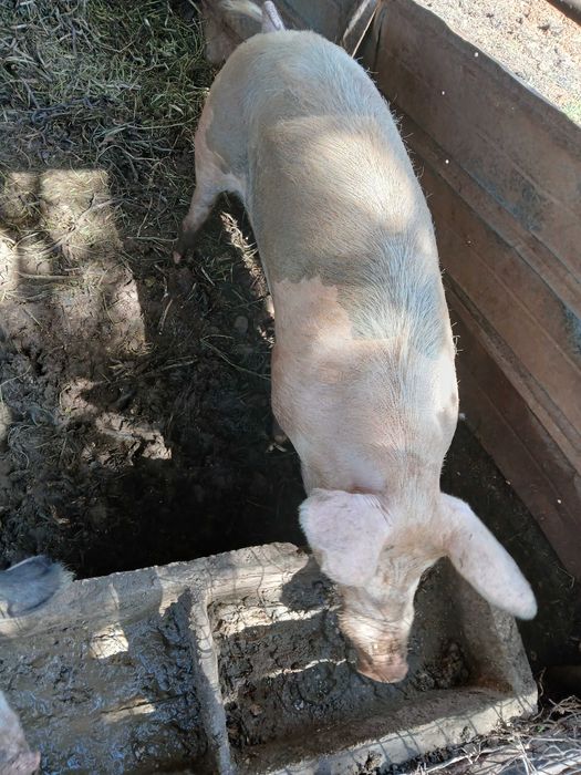 Porco para mudar de cural