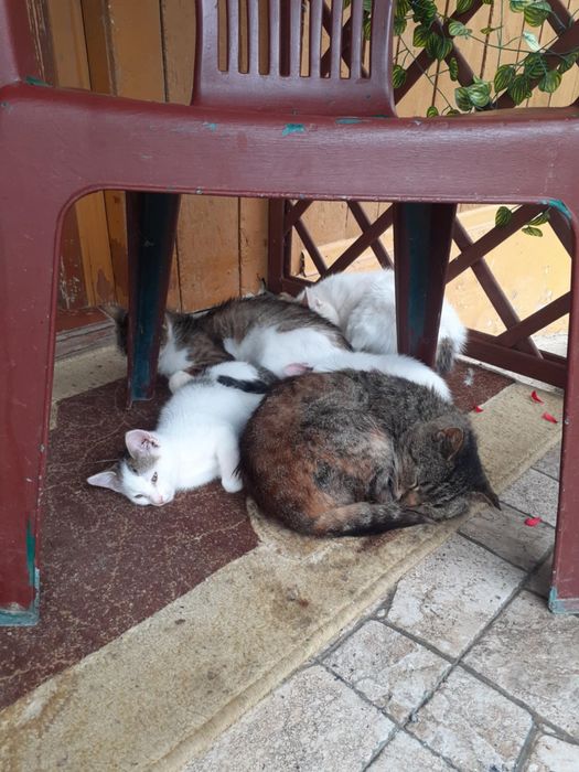 Oddam kotki w dobre ręce