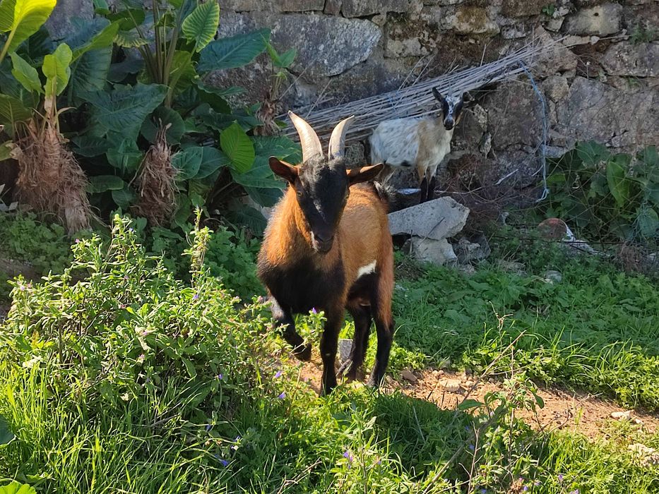 Cabrito Anão com 8 Meses