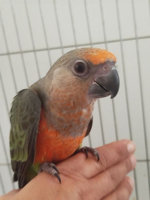 Poicephalus rufiventris