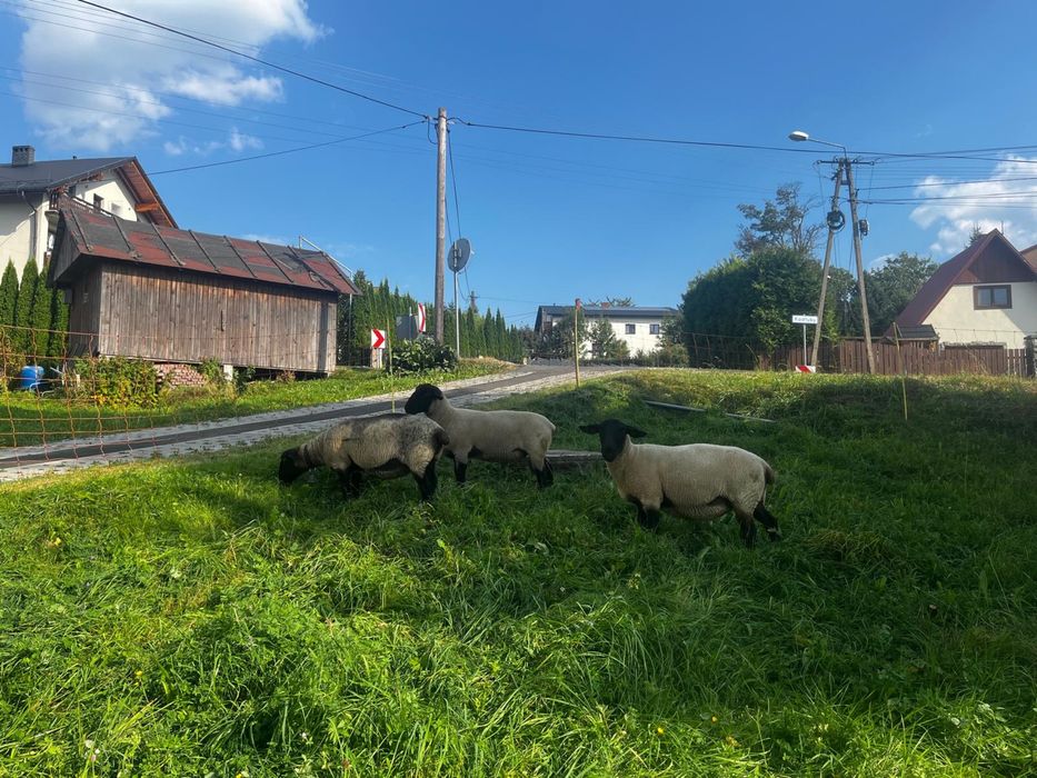 Na sprzedaz czyste matki rasy suffolk
