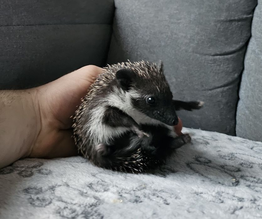 Jeże pigmejskie , jeż pigmejski