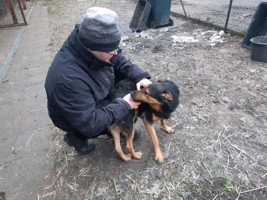 Piesek Prezes - ufny, łagodny SZUKA DOMU Pies adopcja