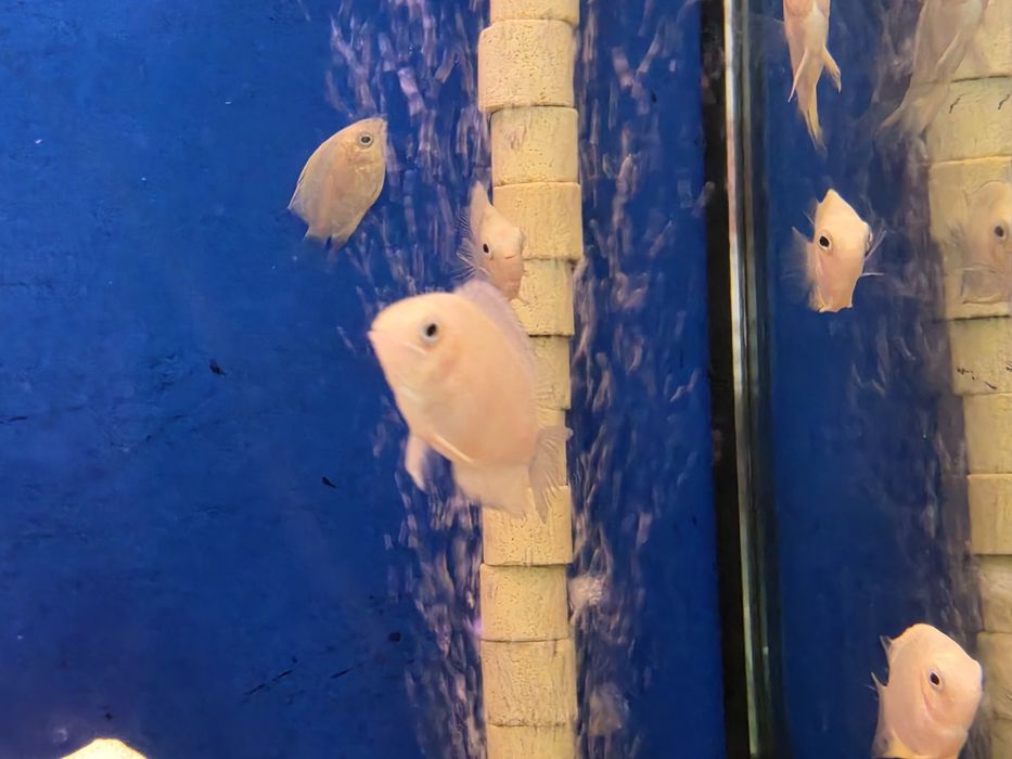 Severum Gold (Herus Severum)