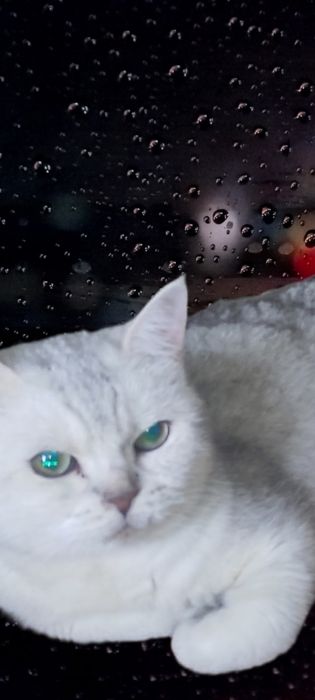 Віддам тільки в відповідалі руки