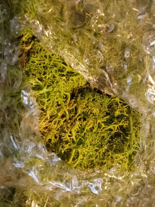 panel Mech Reniferowy Chrobotek 50x50cm