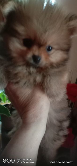 Цуценята Померанський шпіц.