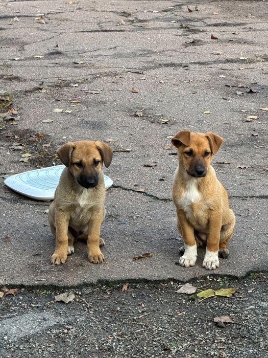 Шукаємо родини для цуциків