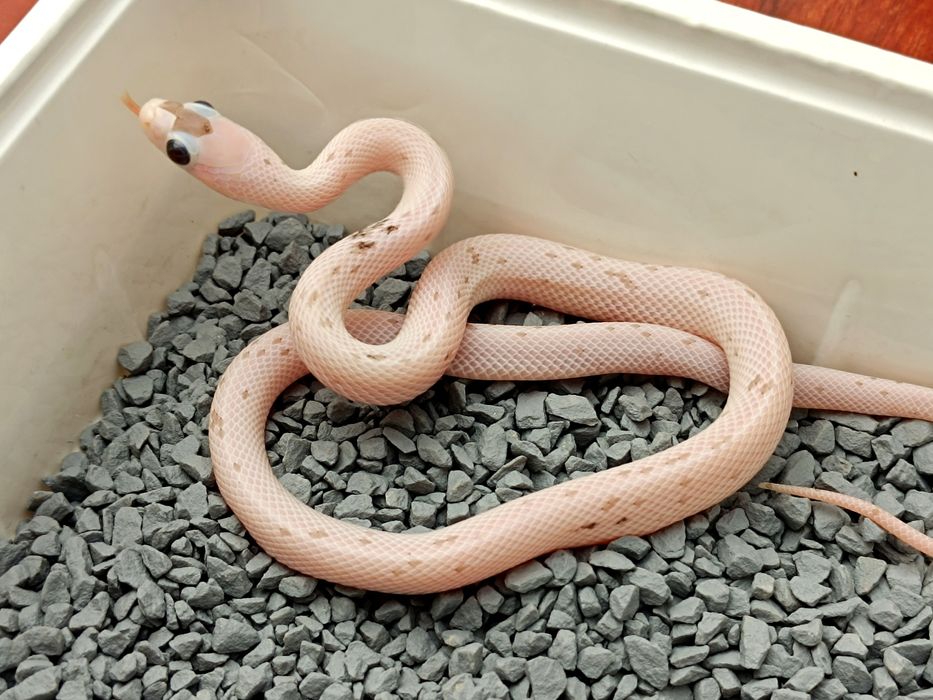 Wąż zbożowy / Charcoal Palmetto ph. 66% amel / Łatka z plamek