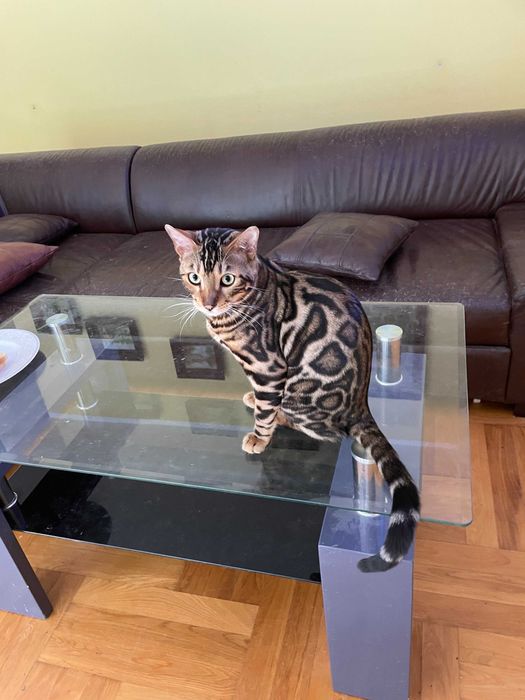 Kocurek Bengalski w opcji hodowlanej Rodowód FPL/FIFE Gotowy do odbioru